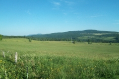 L'été dans les champs